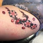 cherry blossoms